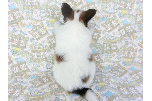 成約済の千葉県のパピヨン-103533の4枚目