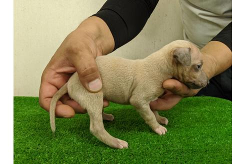 成約済の愛知県のイタリアングレーハウンド(イタグレ)-103532の5枚目