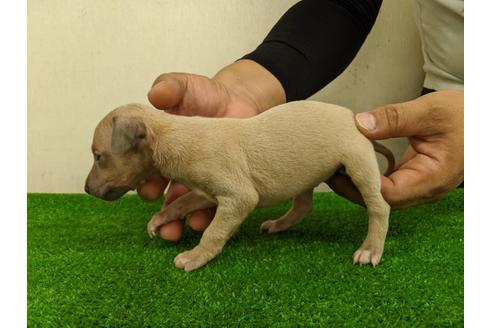 成約済の愛知県のイタリアングレーハウンド(イタグレ)-103532の4枚目