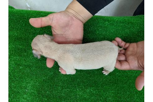 成約済の愛知県のイタリアングレーハウンド(イタグレ)-103532の3枚目