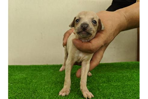 成約済の愛知県のイタリアングレーハウンド(イタグレ)-103537の1枚目