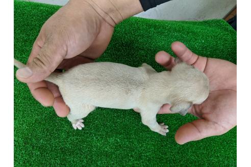 成約済の愛知県のイタリアングレーハウンド(イタグレ)-103537の3枚目