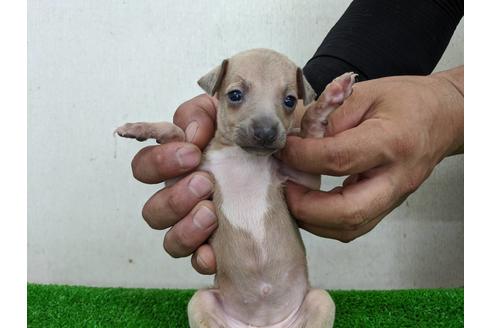 成約済の愛知県のイタリアングレーハウンド(イタグレ)-103537の2枚目