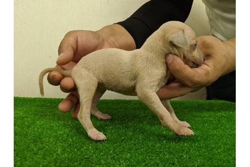成約済の愛知県のイタリアングレーハウンド(イタグレ)-103539の4枚目
