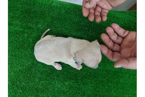 成約済の愛知県のイタリアングレーハウンド(イタグレ)-103539の3枚目