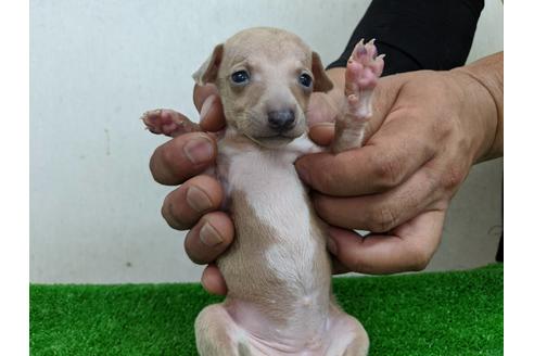 成約済の愛知県のイタリアングレーハウンド(イタグレ)-103539の2枚目