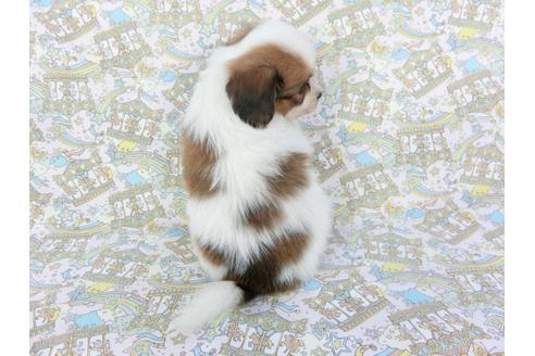 成約済の千葉県のパピヨン-103540の4枚目