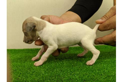 成約済の愛知県のイタリアングレーハウンド(イタグレ)-103541の4枚目