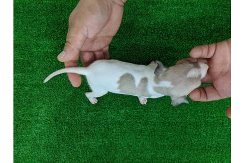 成約済の愛知県のイタリアングレーハウンド(イタグレ)-103541の2枚目