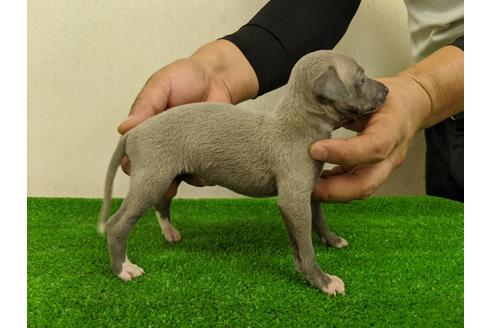 成約済の愛知県のイタリアングレーハウンド(イタグレ)-103543の4枚目