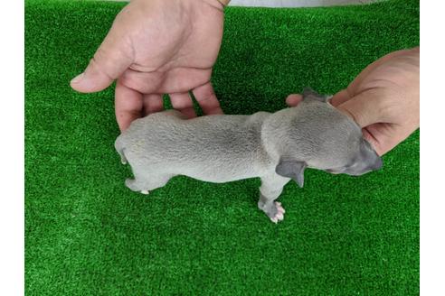 成約済の愛知県のイタリアングレーハウンド(イタグレ)-103543の3枚目