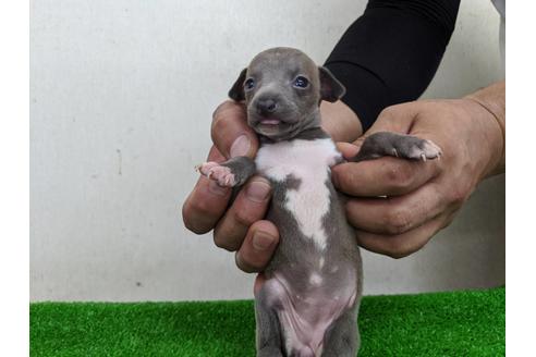 成約済の愛知県のイタリアングレーハウンド(イタグレ)-103543の2枚目