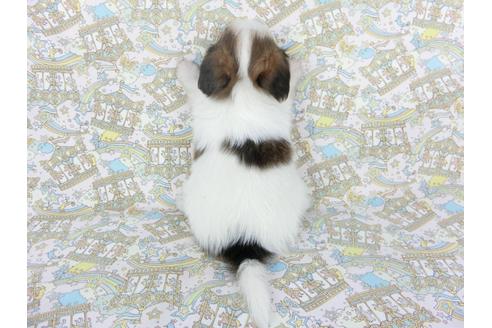 成約済の千葉県のパピヨン-103544の4枚目