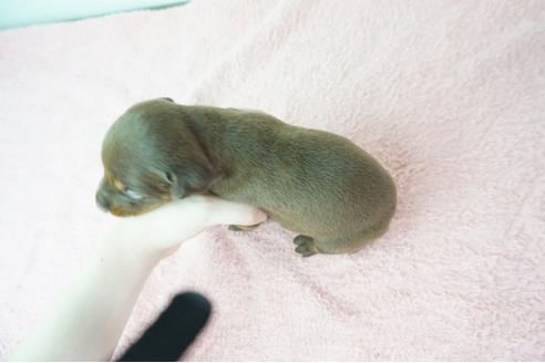 成約済の奈良県のドーベルマン-103548の2枚目