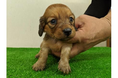 成約済の愛知県のミニチュアダックスフンド(ロングヘアード)-103553の1枚目