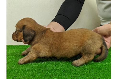 成約済の愛知県のミニチュアダックスフンド(ロングヘアード)-103553の4枚目