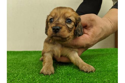成約済の愛知県のミニチュアダックスフンド(ロングヘアード)-103557
