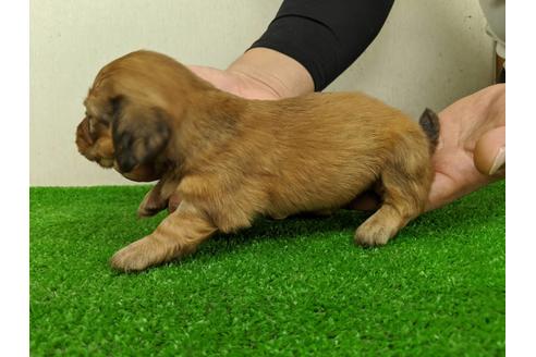 成約済の愛知県のミニチュアダックスフンド(ロングヘアード)-103557の4枚目