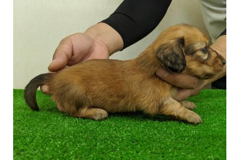 成約済の愛知県のミニチュアダックスフンド(ロングヘアード)-103557の3枚目