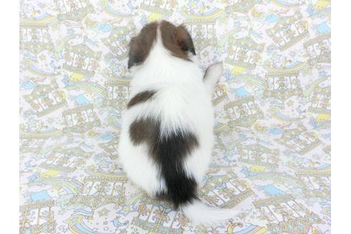 成約済の千葉県のパピヨン-103560の7枚目