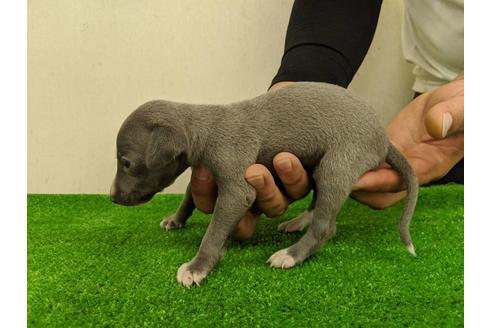 成約済の愛知県のイタリアングレーハウンド(イタグレ)-103561の4枚目