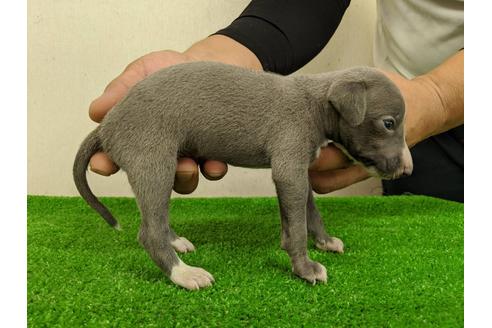 成約済の愛知県のイタリアングレーハウンド(イタグレ)-103561の3枚目