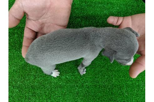 成約済の愛知県のイタリアングレーハウンド(イタグレ)-103561の2枚目