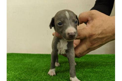 成約済の愛知県のイタリアングレーハウンド(イタグレ)-103566