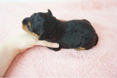 成約済の奈良県のウェルシュテリア-103565の2枚目