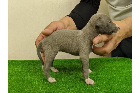 成約済の愛知県のイタリアングレーハウンド(イタグレ)-103566の4枚目