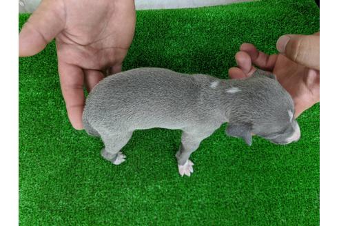 成約済の愛知県のイタリアングレーハウンド(イタグレ)-103566の3枚目