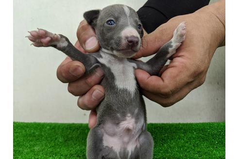 成約済の愛知県のイタリアングレーハウンド(イタグレ)-103566の2枚目