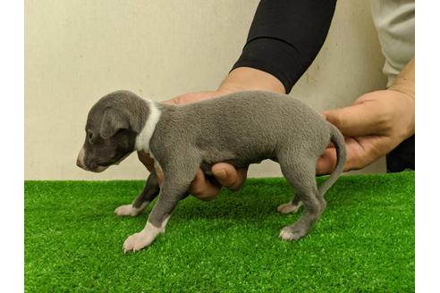 成約済の愛知県のイタリアングレーハウンド(イタグレ)-103567の5枚目