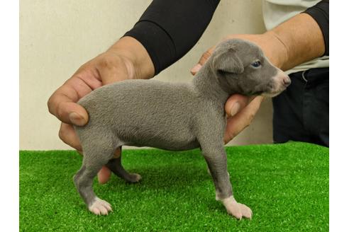 成約済の愛知県のイタリアングレーハウンド(イタグレ)-103567の4枚目