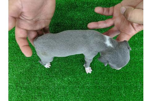 成約済の愛知県のイタリアングレーハウンド(イタグレ)-103567の3枚目