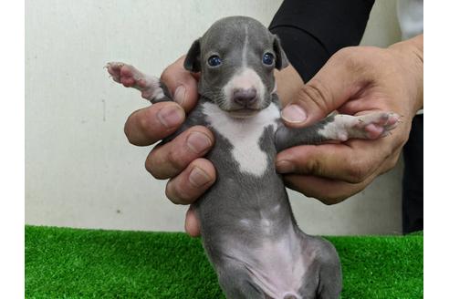 成約済の愛知県のイタリアングレーハウンド(イタグレ)-103567の2枚目