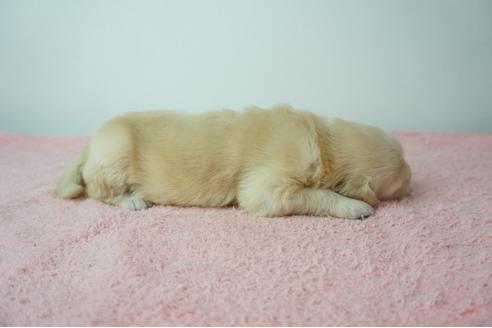 成約済の奈良県のゴールデンレトリーバー-103569の3枚目