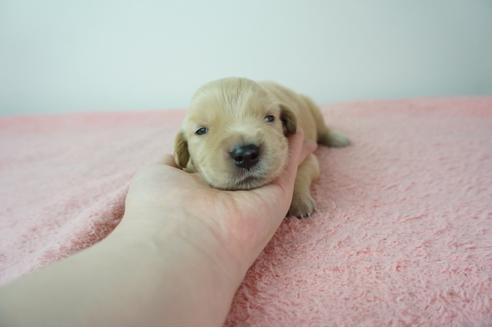 成約済の奈良県のゴールデンレトリーバー-103570の1枚目