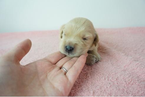 成約済の奈良県のゴールデンレトリーバー-103570の5枚目