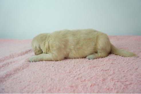 成約済の奈良県のゴールデンレトリーバー-103570の3枚目