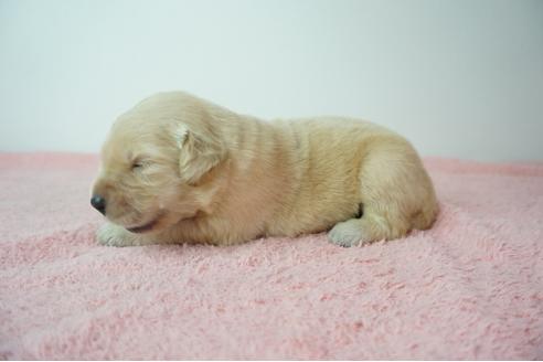 成約済の奈良県のゴールデンレトリーバー-103571の8枚目