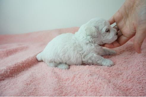 成約済の奈良県のビションフリーゼ-103572の3枚目