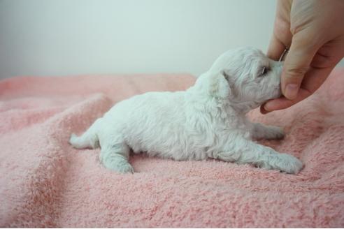 成約済の奈良県のビションフリーゼ-103573の3枚目