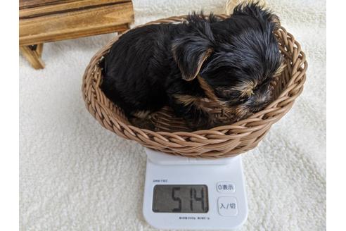 成約済の静岡県のヨークシャーテリア-103576の5枚目