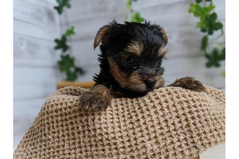 成約済の静岡県のヨークシャーテリア-103576の4枚目