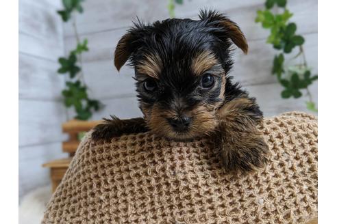 成約済の静岡県のヨークシャーテリア-103576の3枚目