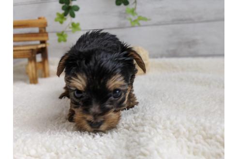 成約済の静岡県のヨークシャーテリア-103576の2枚目