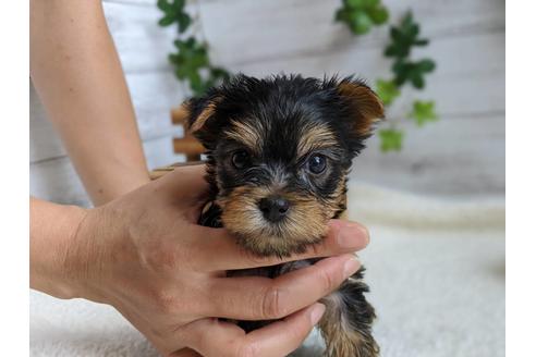 成約済の静岡県のヨークシャーテリア-103583
