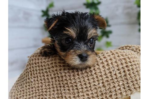 成約済の静岡県のヨークシャーテリア-103583の3枚目