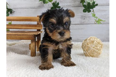 成約済の静岡県のヨークシャーテリア-103583の2枚目